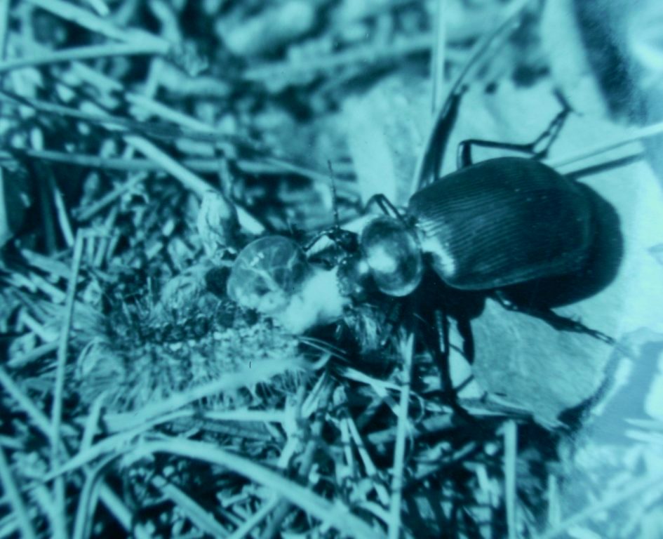 Calosoma sycophanta